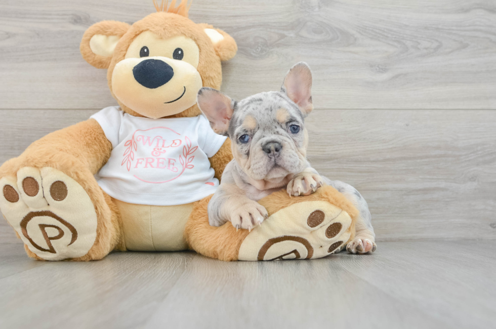 7 week old French Bulldog Puppy For Sale - Florida Fur Babies