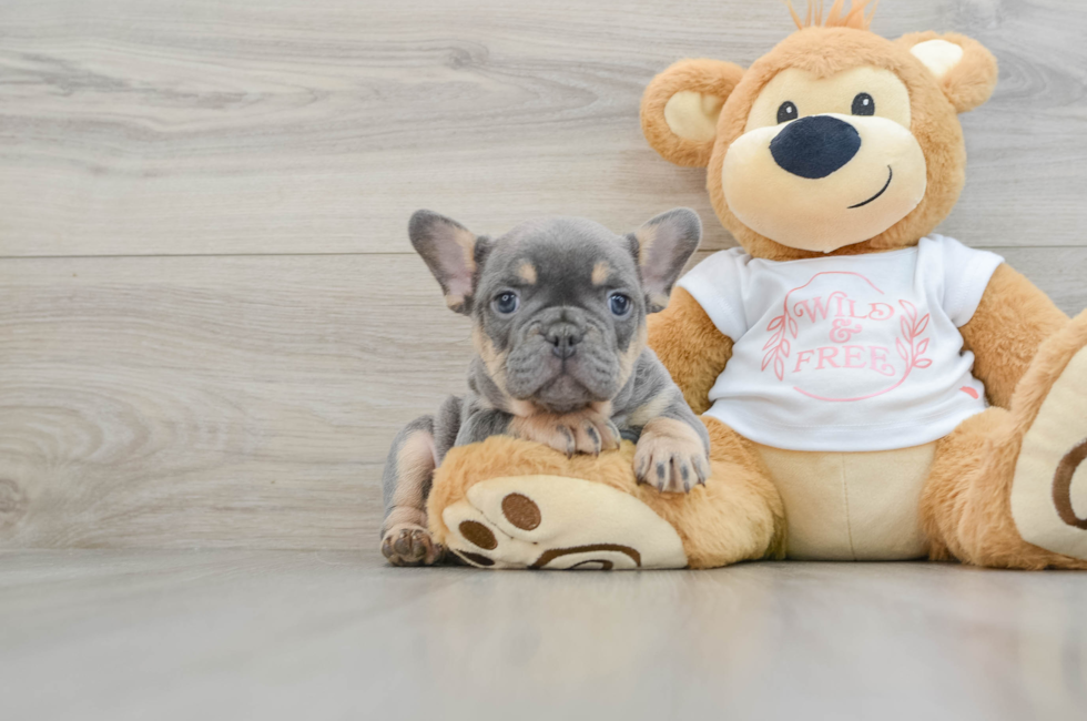 7 week old French Bulldog Puppy For Sale - Florida Fur Babies