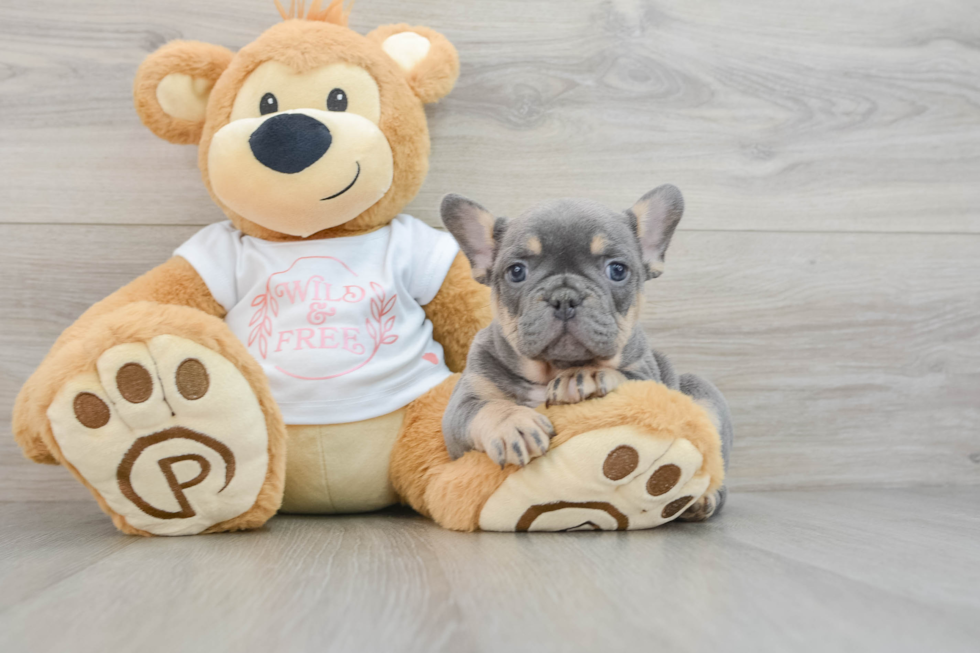 French Bulldog Puppy for Adoption