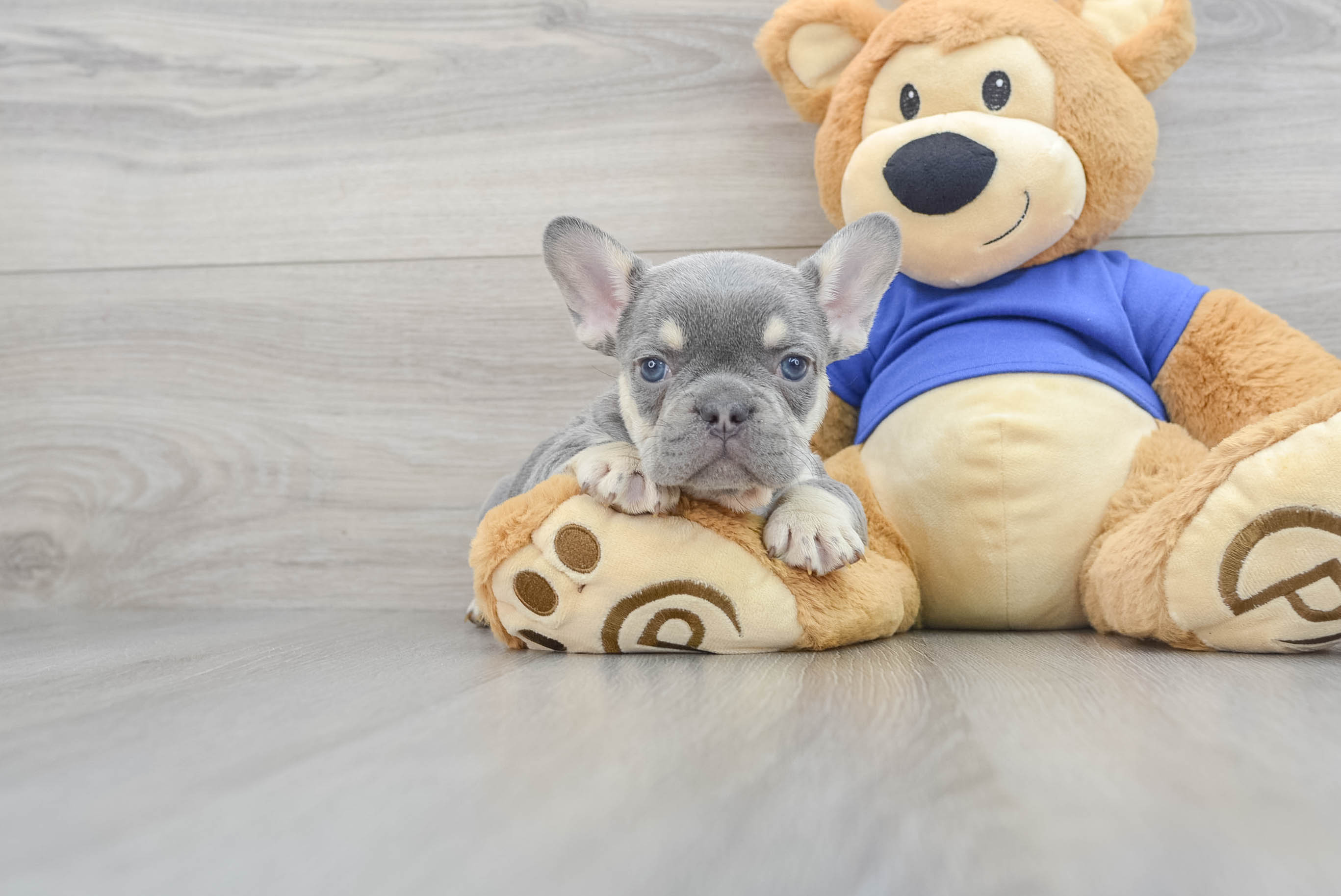 Funny and cute french bulldog online puppies