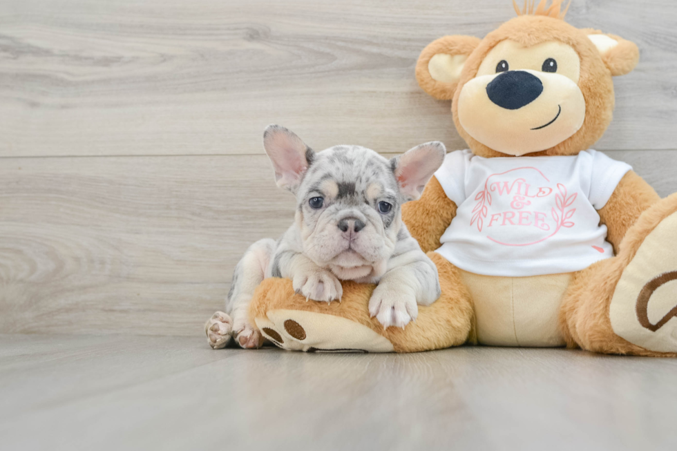 Petite Frenchie Purebred Puppy