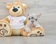 9 week old French Bulldog Puppy For Sale - Florida Fur Babies