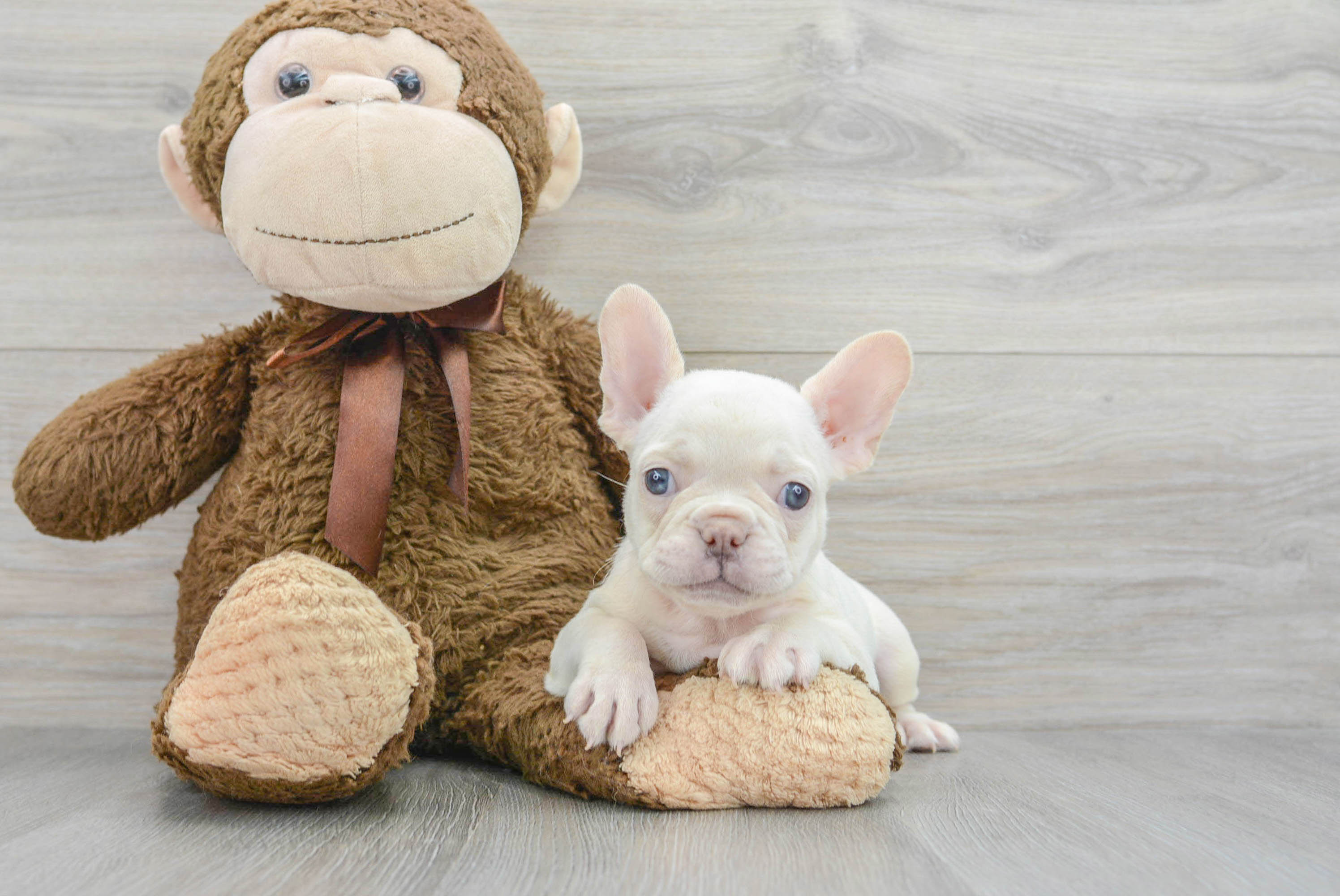 Adorable french best sale bulldog puppies