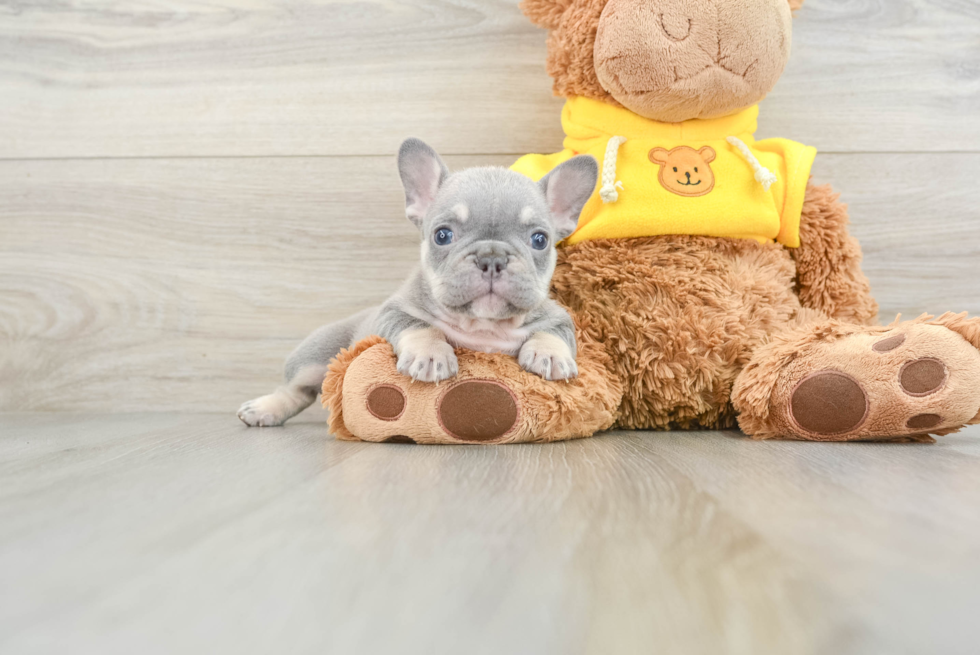 French Bulldog Puppy for Adoption