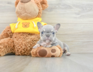 6 week old French Bulldog Puppy For Sale - Florida Fur Babies