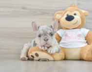 9 week old French Bulldog Puppy For Sale - Florida Fur Babies