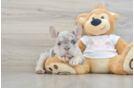 Best French Bulldog Baby