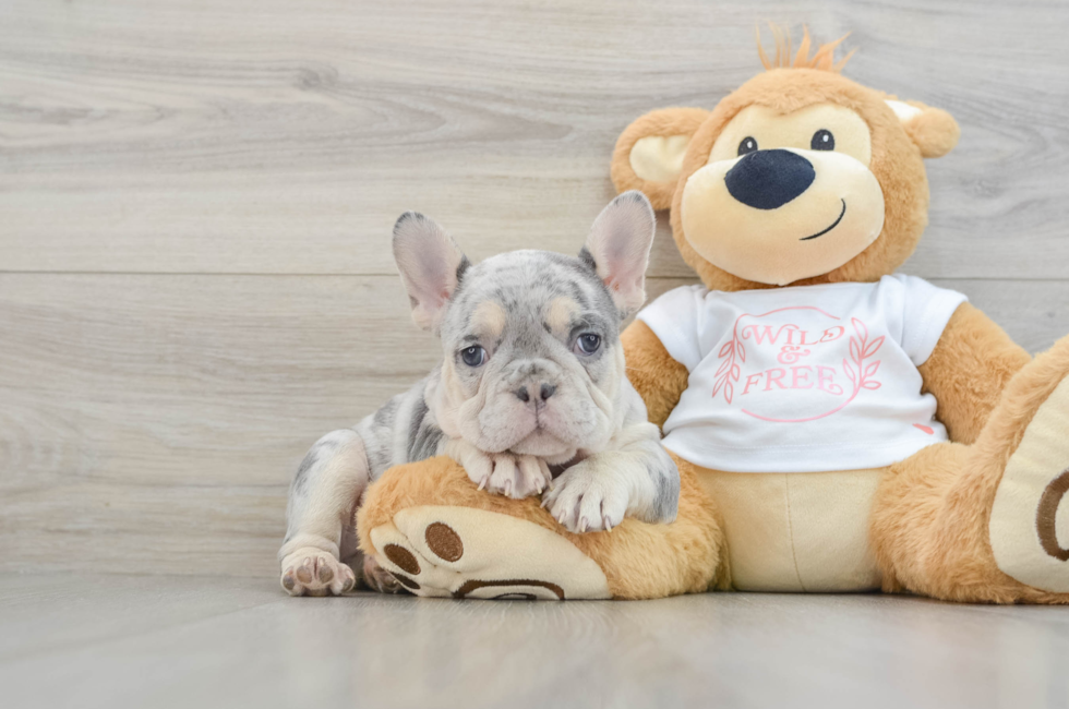 7 week old French Bulldog Puppy For Sale - Florida Fur Babies