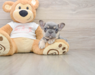 7 week old French Bulldog Puppy For Sale - Florida Fur Babies