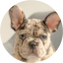 French Bulldog Puppy For Sale Florida Fur Babies French Bulldog Puppy For Sale - Florida Fur Babies