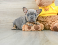 8 week old French Bulldog Puppy For Sale - Florida Fur Babies