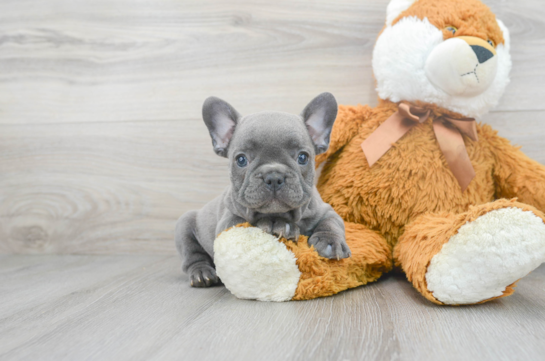 10 week old French Bulldog Puppy For Sale - Florida Fur Babies