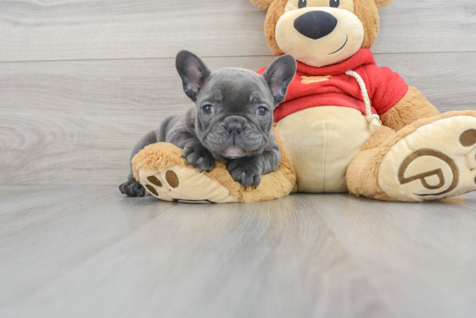 French Bulldog Pup Being Cute