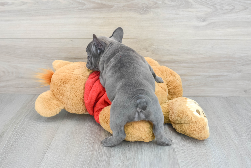 French Bulldog Puppy for Adoption