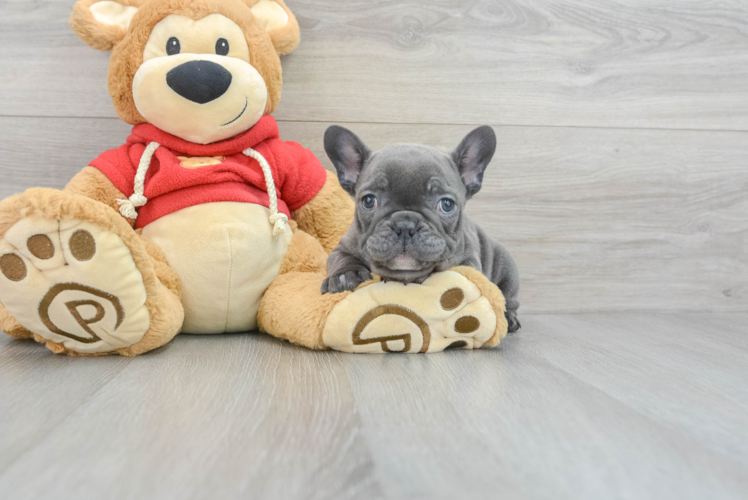 Playful French Bulldog Baby