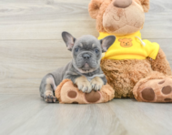 7 week old French Bulldog Puppy For Sale - Florida Fur Babies