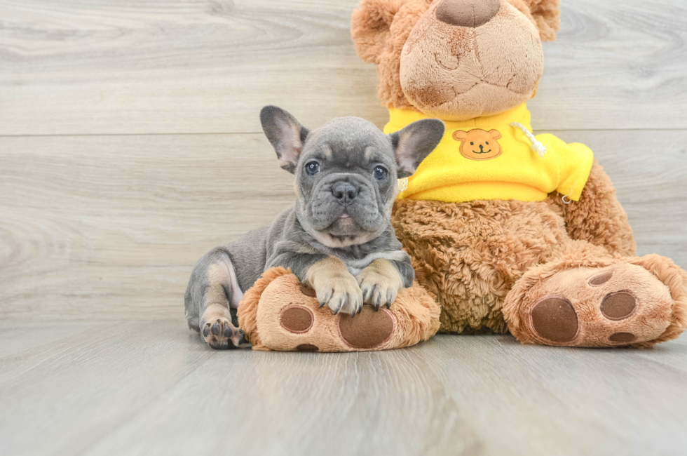 8 week old French Bulldog Puppy For Sale - Florida Fur Babies