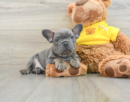 7 week old French Bulldog Puppy For Sale - Florida Fur Babies