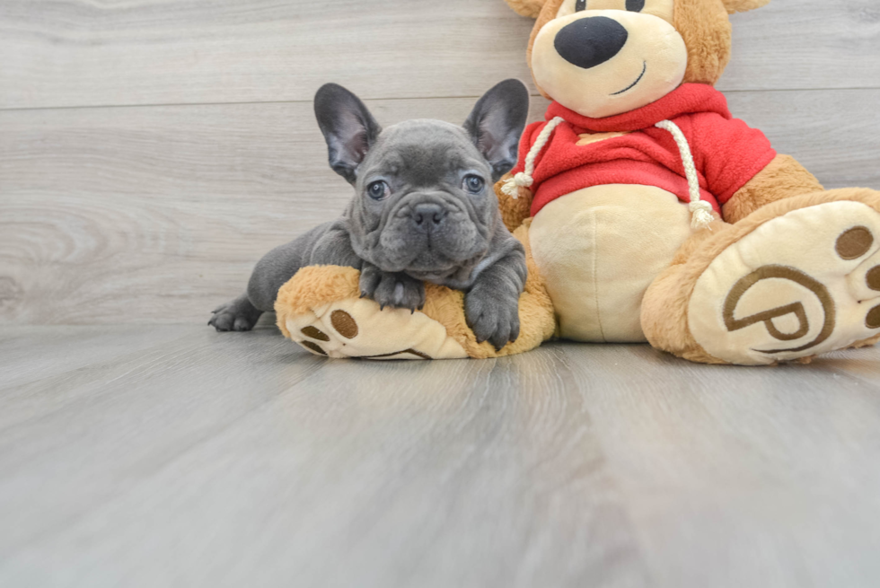 French Bulldog Pup Being Cute