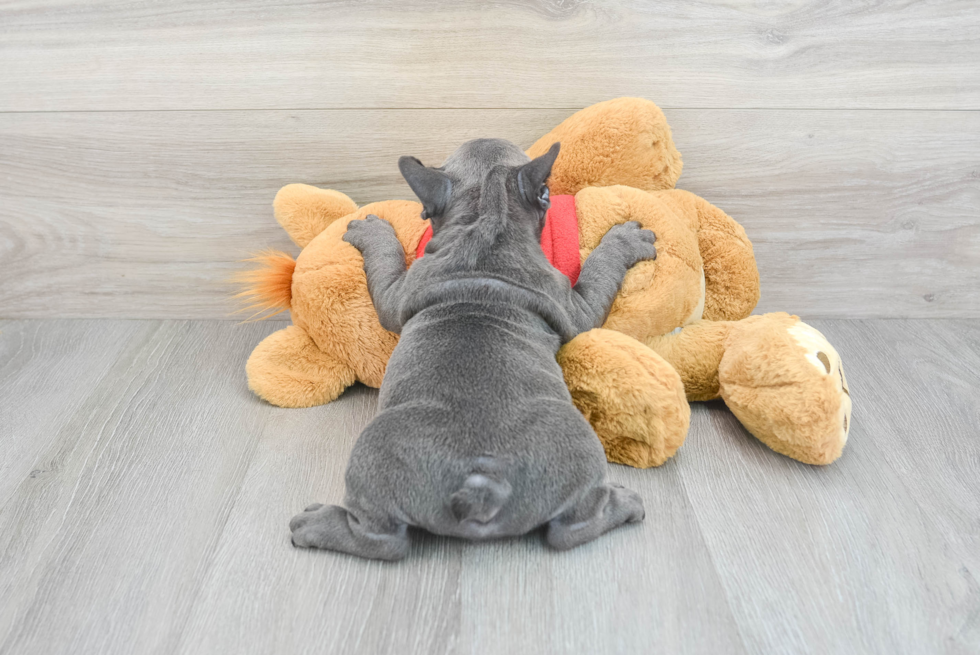 Funny French Bulldog Baby