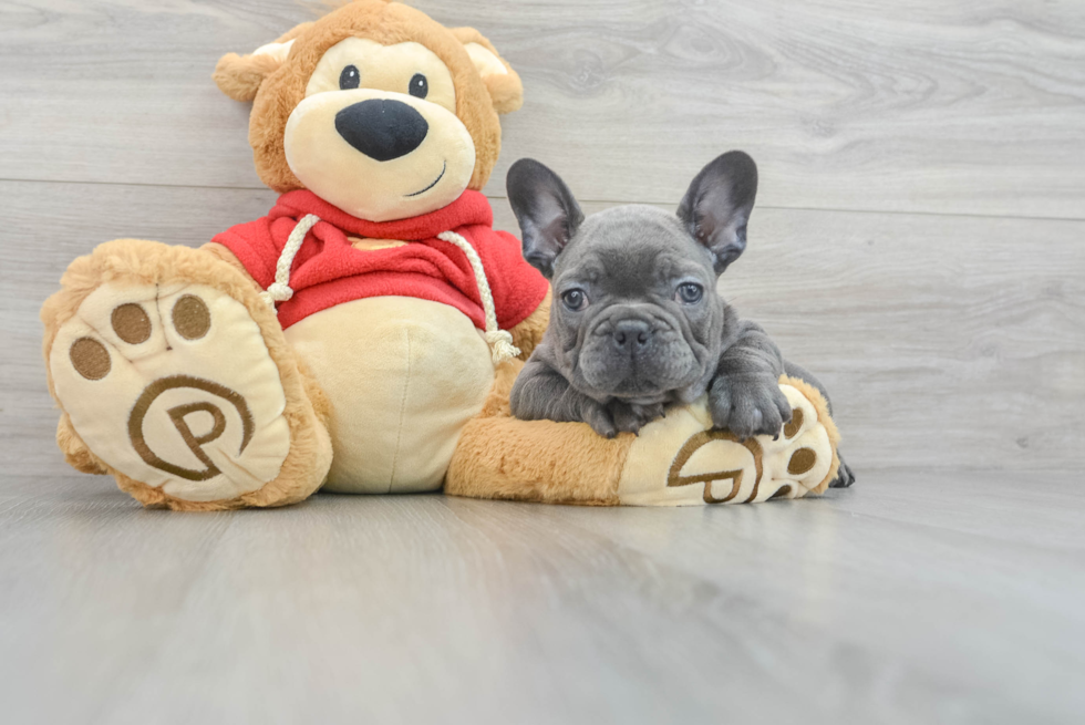 Friendly French Bulldog Baby