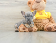 8 week old French Bulldog Puppy For Sale - Florida Fur Babies