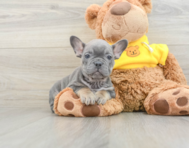 7 week old French Bulldog Puppy For Sale - Florida Fur Babies