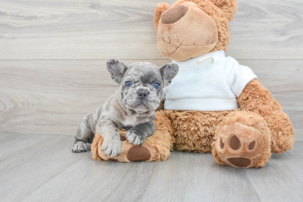 Playful French Bulldog Baby
