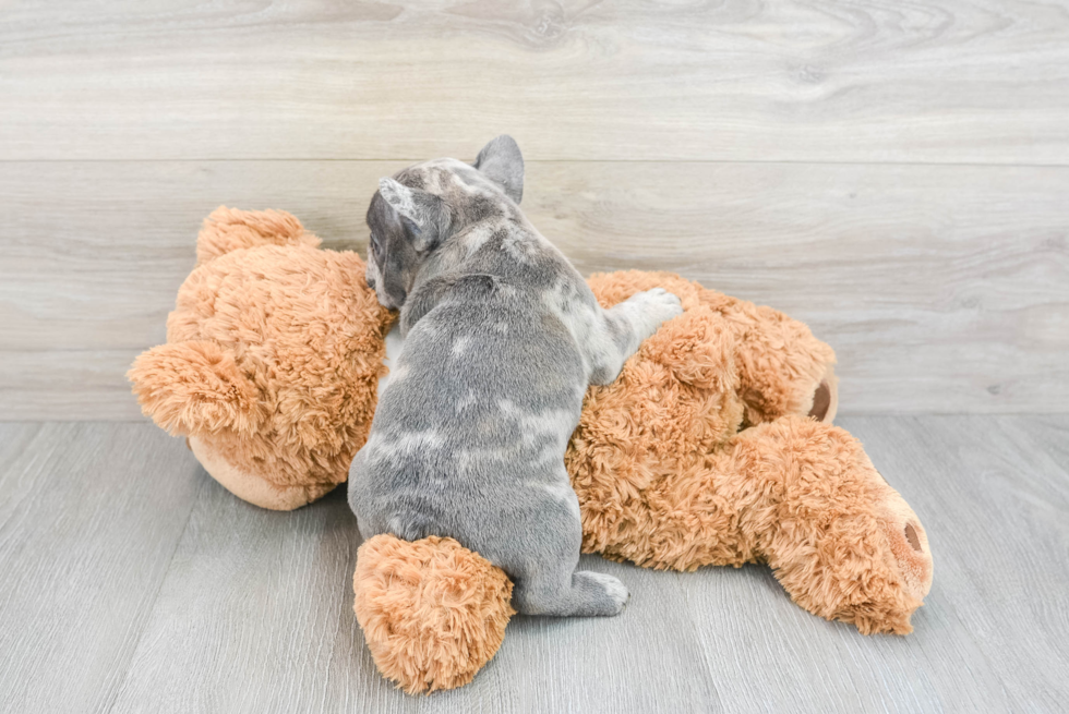 Petite Frenchie Purebred Puppy