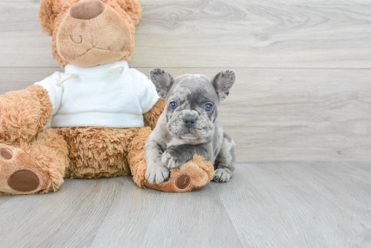 Petite Frenchie Purebred Puppy
