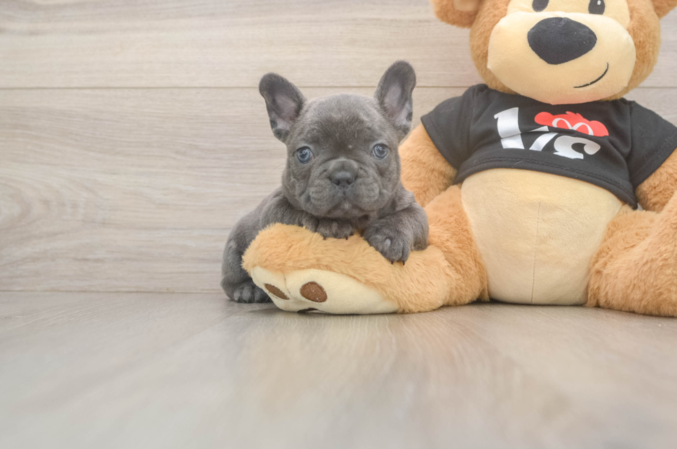 7 week old French Bulldog Puppy For Sale - Florida Fur Babies