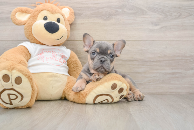 Cute Frenchie Purebred Puppy