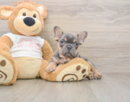 7 week old French Bulldog Puppy For Sale - Florida Fur Babies