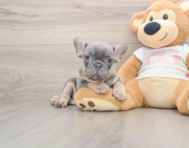 7 week old French Bulldog Puppy For Sale - Florida Fur Babies
