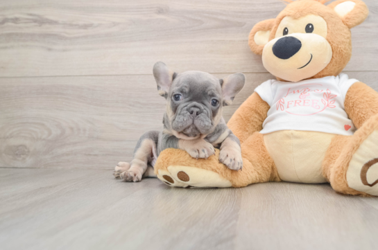 French Bulldog Puppy for Adoption