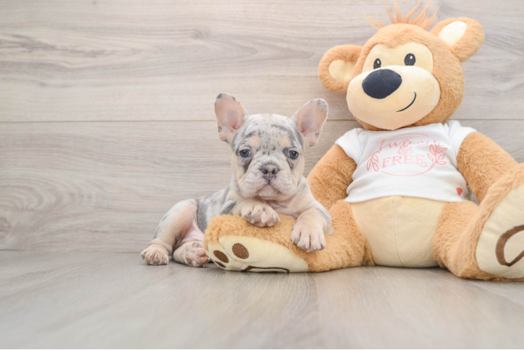 French Bulldog Puppy for Adoption