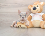 7 week old French Bulldog Puppy For Sale - Florida Fur Babies