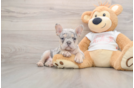 French Bulldog Puppy for Adoption