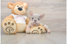 Energetic Frenchie Purebred Puppy