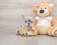 7 week old French Bulldog Puppy For Sale - Florida Fur Babies