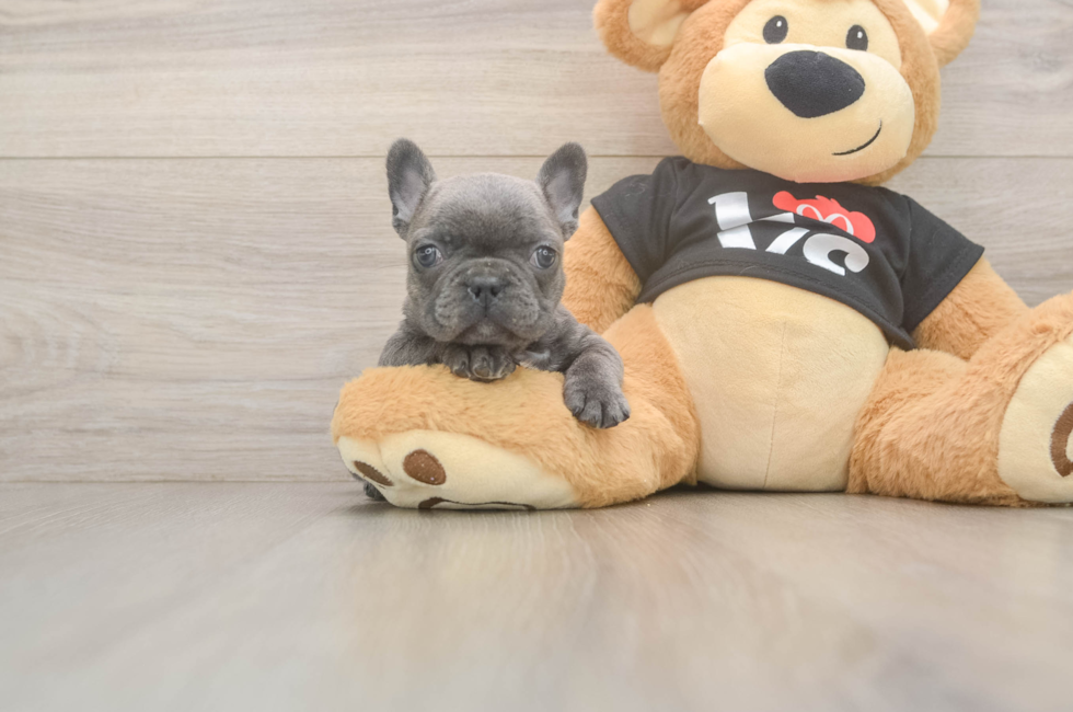 7 week old French Bulldog Puppy For Sale - Florida Fur Babies