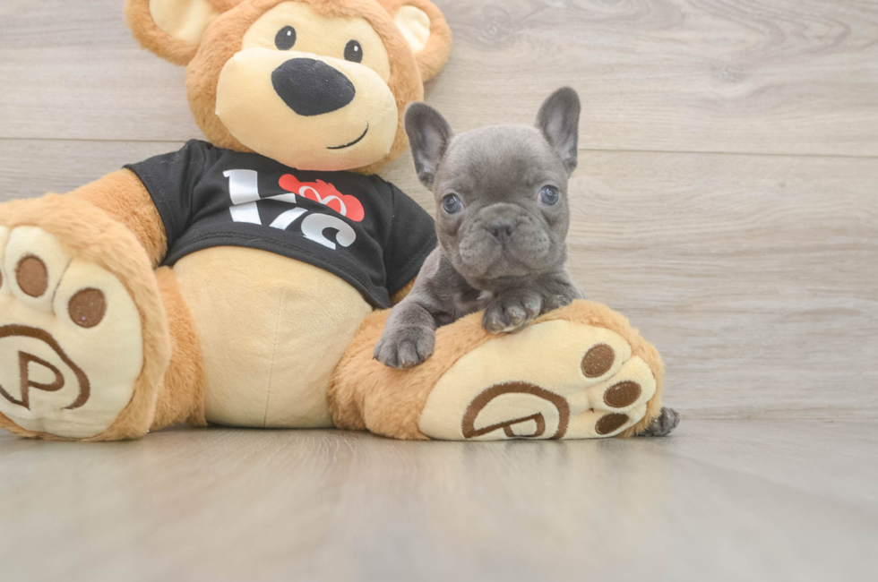 7 week old French Bulldog Puppy For Sale - Florida Fur Babies