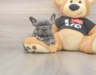 6 week old French Bulldog Puppy For Sale - Florida Fur Babies