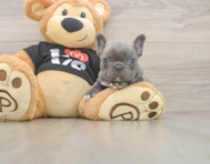 7 week old French Bulldog Puppy For Sale - Florida Fur Babies