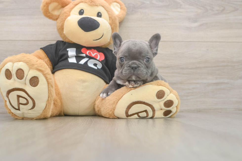 7 week old French Bulldog Puppy For Sale - Florida Fur Babies