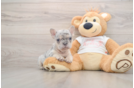 Best French Bulldog Baby