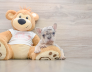 7 week old French Bulldog Puppy For Sale - Florida Fur Babies