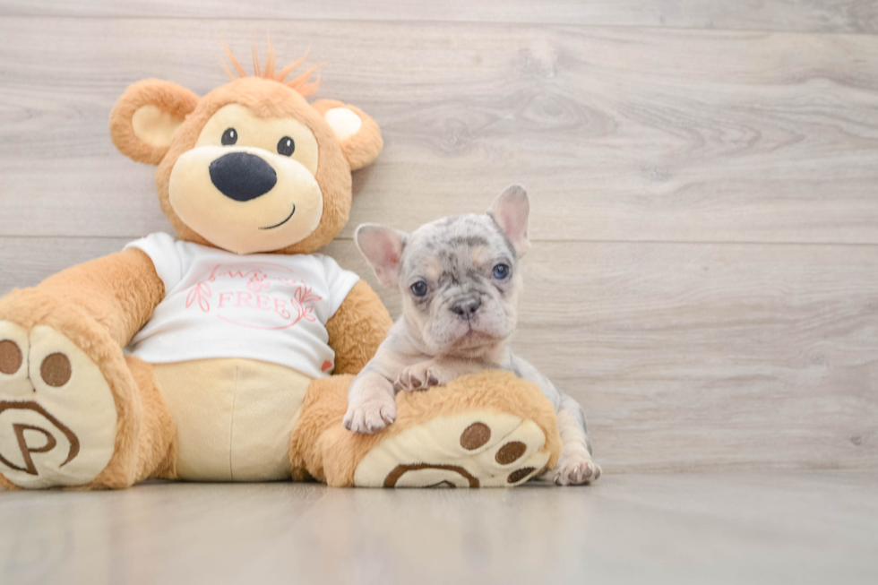Funny French Bulldog Purebred Pup