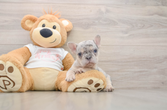 Funny French Bulldog Purebred Pup