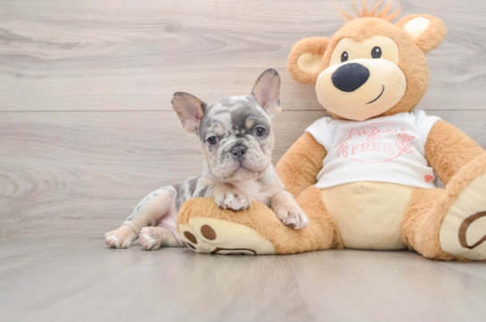 Little French Bulldog Baby